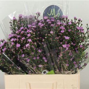 Aster Double Date Pink – čerstvý rezaný kvet, dĺžka: 60 cm, pôvod: KE