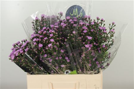 Aster Double Date Pink – čerstvý rezaný kvet, dĺžka: 60 cm, pôvod: KE