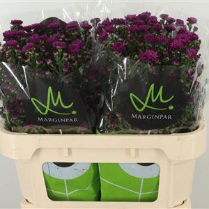 Aster Flash – čerstvý rezaný kvet, dĺžka: 70 cm, pôvod: KE