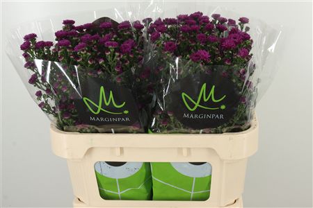 Aster Flash – čerstvý rezaný kvet, dĺžka: 70 cm, pôvod: KE