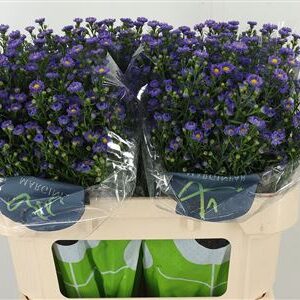 Astra Baby Blue 70 cm
