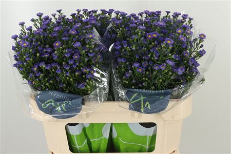 Astra Baby Blue 70 cm