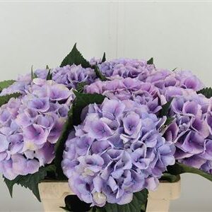 Hydr M Royal Love B – čerstvý rezaný kvet, dĺžka: 60 cm, pôvod: NL