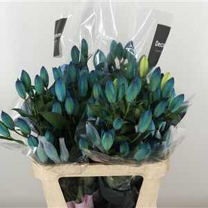 Li Or Double Roselily Dyed Navy Blue – čerstvý rezaný kvet, dĺžka: 90 cm, pôvod: NL