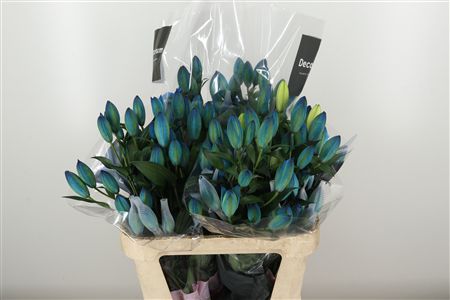 Li Or Double Roselily Dyed Navy Blue – čerstvý rezaný kvet, dĺžka: 90 cm, pôvod: NL
