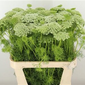 Ammi Visnaga Casablanca – čerstvý rezaný kvet, dĺžka: 80 cm, pôvod: NL