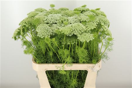 Ammi Visnaga Casablanca s jemnými bielymi súkvetiami