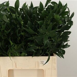 Ruscus Aculeatus 70 cm