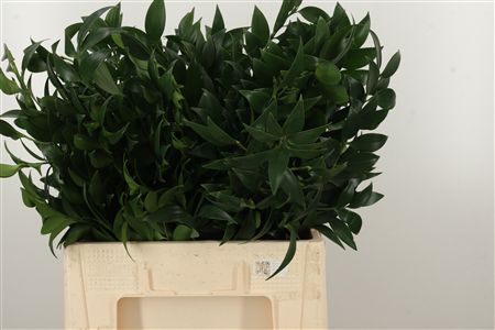Ruscus Aculeatus 70 cm