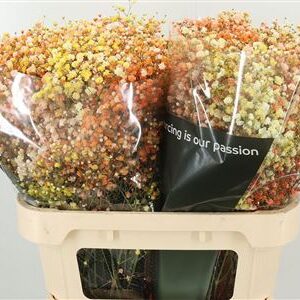 Gypsophila Pa Xlence 60 cm