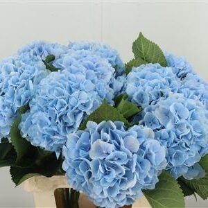 Hortenzia M Verena Blue