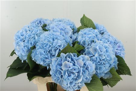 Hortenzia M Verena Blue