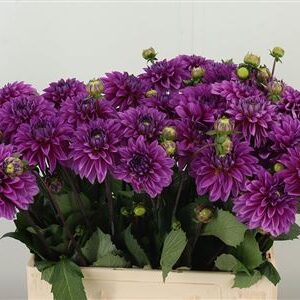 Dahlia Cartouche Purple – čerstvý rezaný kvet, dĺžka: 60 cm, pôvod: NL
