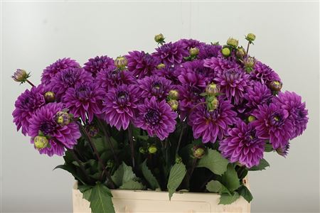 Dahlia Cartouche Purple – čerstvý rezaný kvet, dĺžka: 60 cm, pôvod: NL