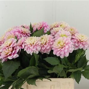 Dalia Yvonne Geerling – čerstvý rezaný kvet, dĺžka: 50 cm, pôvod: NL