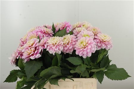 Dalia Yvonne Geerling – čerstvý rezaný kvet, dĺžka: 50 cm, pôvod: NL