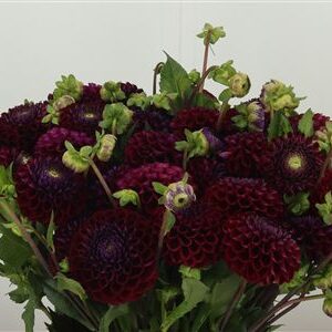 Dahlia Pp Ivannetti Dark Purple – čerstvý rezaný kvet, dĺžka: 50 cm, pôvod: NL