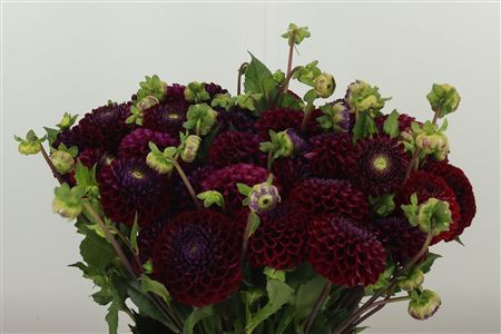 Dahlia Pp Ivannetti Dark Purple – čerstvý rezaný kvet, dĺžka: 50 cm, pôvod: NL