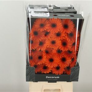 Gerbera Ge Mi @ Allure 47 cm