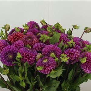 Dahlia Pp Bronze Cornel – čerstvý rezaný kvet s bronzovou farbou, dĺžka 50 cm