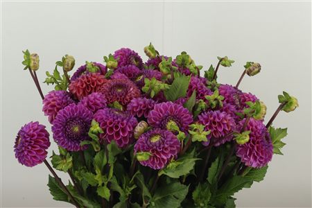 Dahlia Pp Bronze Cornel – čerstvý rezaný kvet s bronzovou farbou, dĺžka 50 cm