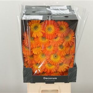 Gerbera Ge Mi Aq Gizela