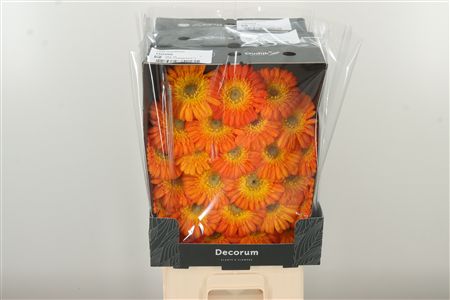 Gerbera Ge Mi Aq Gizela