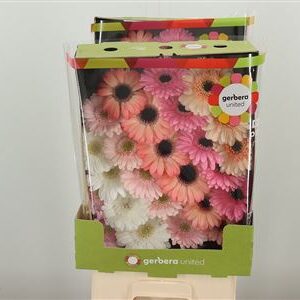Ge Mi @ Mix Pastel Apricot – čerstvý rezaný kvet, dĺžka: 50 cm, pôvod: NL