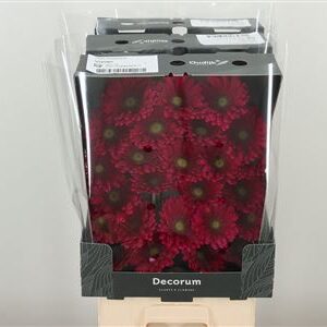 Gerbera Ge Mi @ Vivian