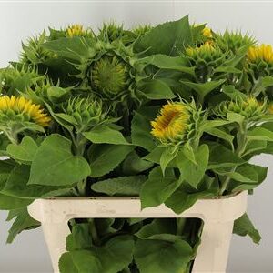 Slnečnica Helianthus Summer Breeze – čerstvý rezaný kvet, dĺžka: 80 cm, pôvod: NL