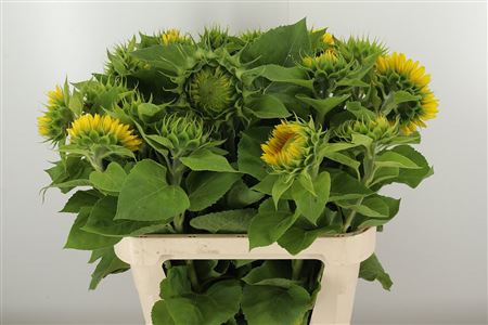 Slnečnica Helianthus Summer Breeze – čerstvý rezaný kvet, dĺžka: 80 cm, pôvod: NL