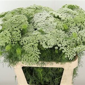 Ammi Visnaga Casablanca – čerstvý rezaný kvet, dĺžka: 80 cm, pôvod: NL