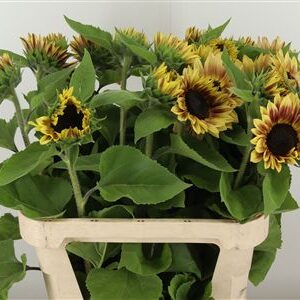 Slnečnica Helianthus Marley s výrazným žltým kvetom a tmavým stredom na zelenej stonke.