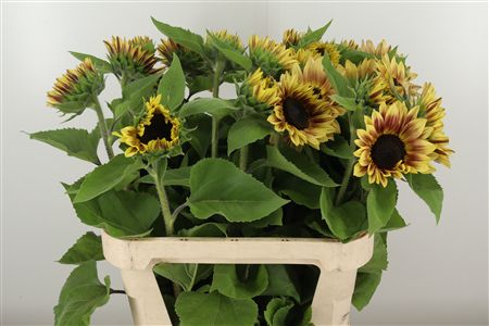Slnečnica Helianthus Marley s výrazným žltým kvetom a tmavým stredom na zelenej stonke.