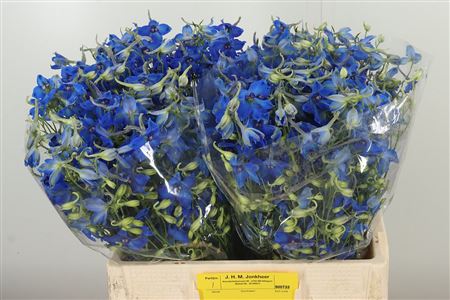 Delph Volkerfrieden – čerstvý rezaný kvet, dĺžka: 60 cm, pôvod: NL
