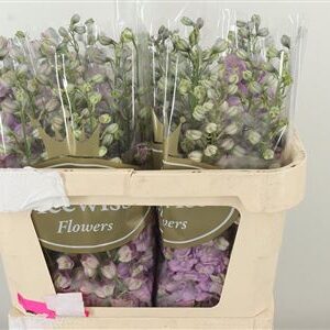 Delphinium El Dewi Hercules Dark Pink