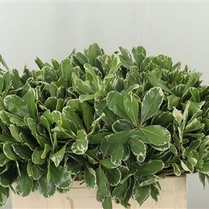 Pittosporum Green 50 cm