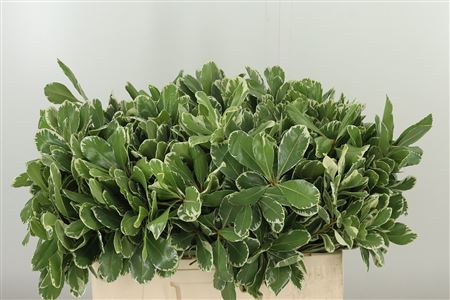 Pittosporum Green 50 cm
