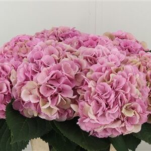 Hortenzia M My Beau Minerva