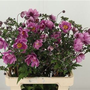 Anemone Japonia Pink – čerstvý rezaný kvet, dĺžka: 65 cm, pôvod: NL