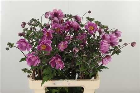Anemone Japonia Pink – čerstvý rezaný kvet, dĺžka: 65 cm, pôvod: NL