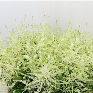 Astilbe Washington White s bielymi súkvetiami