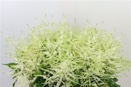 Astilbe Washington White s bielymi súkvetiami