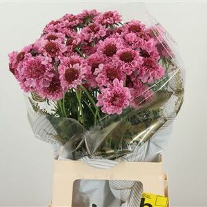 Scabiosa Cotten Candy Scoop rezaný kvet