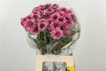 Scabiosa Cotten Candy Scoop rezaný kvet