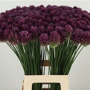Allium Sphaerocephalon – čerstvý rezaný kvet, dĺžka: 70 cm, pôvod: NL