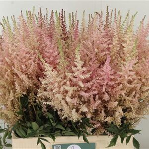 Astilbe Europa Pale Pink rezaný kvet