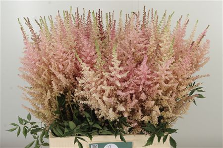 Astilbe Europa Pale Pink rezaný kvet