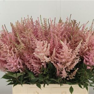 Astilbe Erika – čerstvý rezaný kvet, dĺžka: 65 cm, pôvod: NL