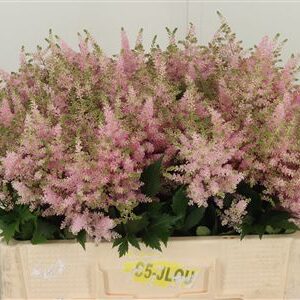Astilbe Europa Pale Pink rezaný kvet